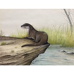 Eric Peake (British 1940-): 'Winter Otter' 'Summer Otter' and 'Autumn Otter', set three watercolours signed, titled and dated 1984-1985 verso 25cm x 33cm (3)
