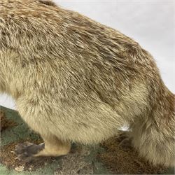 Taxidermy: European Red Fox (Vulpes vulpes), full mount adult on open display with standing alert with ears forward front paw raised, upon a naturalist base, H62cm, L78cm