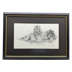 Alan M Hunt (British 1947-): 'Little Princes' - Tiger Cubs, limited edition print signed and numbered 274/450 in pencil 41cm x 56cm; Two Tigers, limited edition monochrome print signed and numbered 593/950 in pencil 20cm x 36cm; together with two further prints of tigers by other artists 23cm x 19cm and 42cm x 53cm (4)