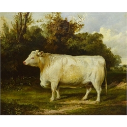 English School (19th century): Portrait of a Whitebred Shorthorn Heifer in Landscape setting, oil on canvas indistinctly signed, 61cm x 75cm
Notes:  the stretcher is inscribed 'J Thomas Ford Esq., Burton Pidsea' (East Yorkshire), there is a listing in Burton Pidsea's history '.....one of the larger houses certainly built on a new site was Bramhill House. Thomas Ford, farmer, mortgaged its site, Bramer Hill close, and other lands in 1844 for £3,000, and the house was evidently built soon afterwards