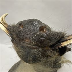 Taxidermy: A Common Warthog (Phacochoerus africanus), a large adult head mount looking straight ahead, D50cm