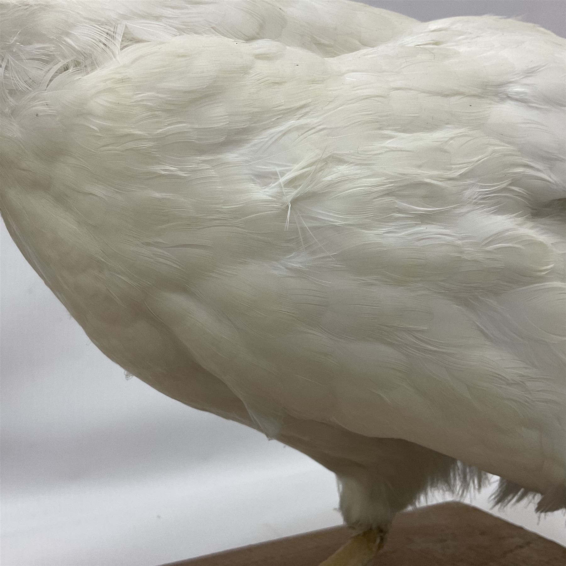Taxidermy; pair of Common Pheasants (Phasianus Colchicus), white cock and hen adult mounts, upon a wooden base, H51cm  