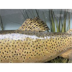 Taxidermy: Brown trout (Salmo trutta), skin mount set above a pebbled river bed with reeds and ferns, against blue painted back drop, enclosed within an ebonised bow-front display case, with 'Costa Beck June 8th 1920, Weight 3 3/4lbs',inscribed to the glass, H31cm, L62cm 