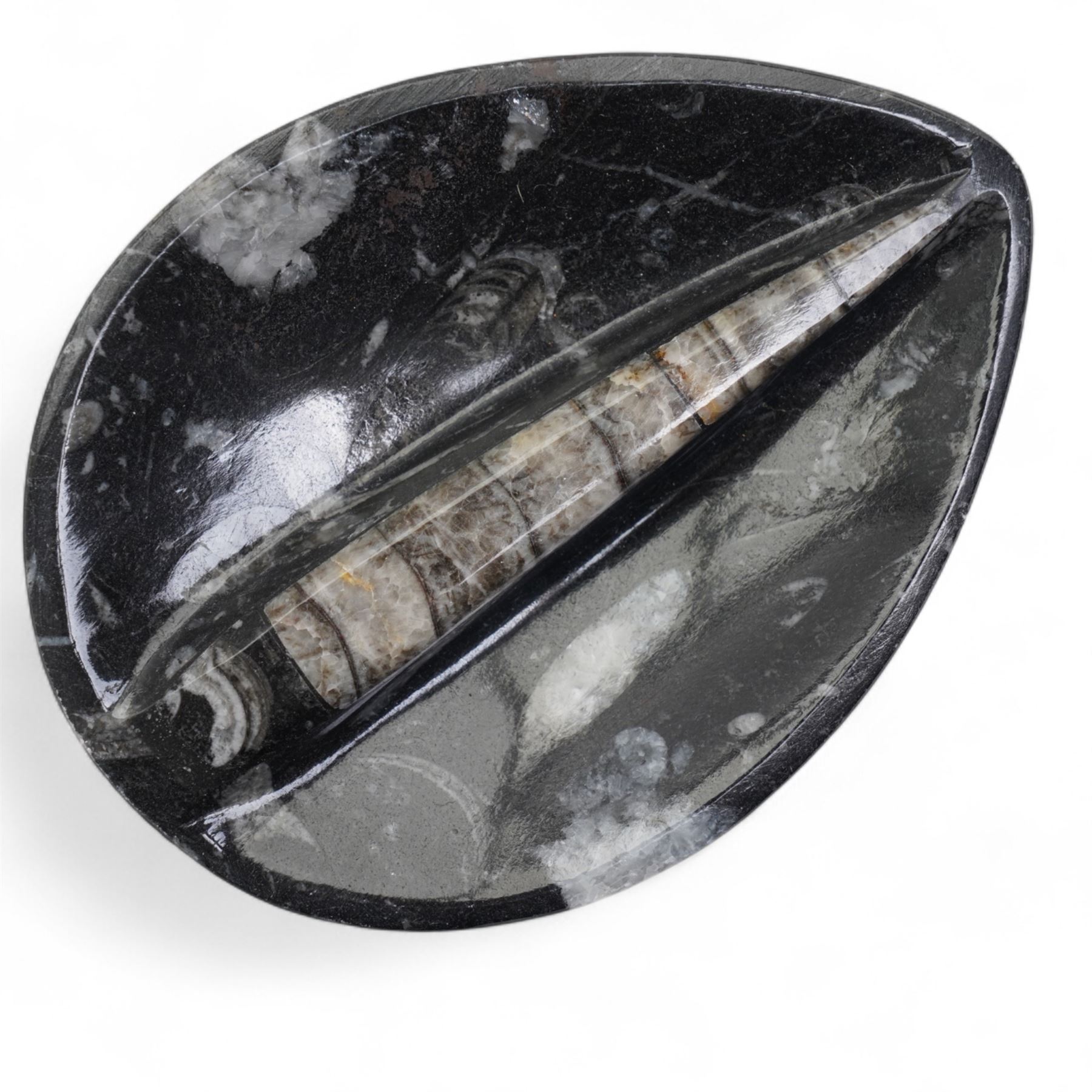 Petrified wood dish, three spiral fossil dishes and other similar examples, and a collection of shells