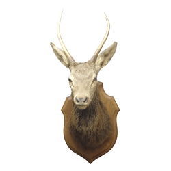  Taxidermy - Full deer head and neck, on oak shield shaped plaque, H91cm, D61cm  