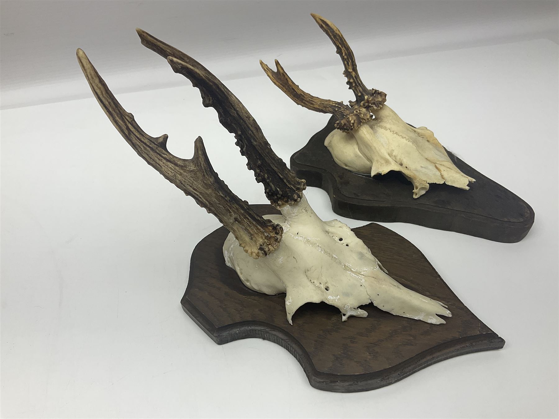 Antlers/Horns: Roe Deer (Capreolus capreolus) ten pairs of roe deer antlers mounted upon wooden shields, shield H20cm 