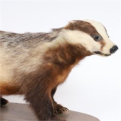 Taxidermy; European Badger (Meles meles), full adult mount on open display, upon a wooden oval base, H40cm