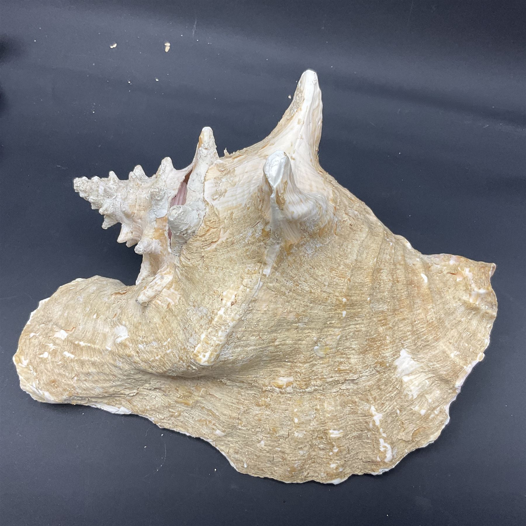 Conchology: selection of conch shells, to include horned examples, largest H17cm, L24cm