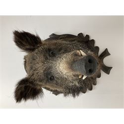 Taxidermy: European Wild Boar (Sus scrofa), adult male shoulder mount looking straight ahead upon an oak carved shield, approximately H67cm