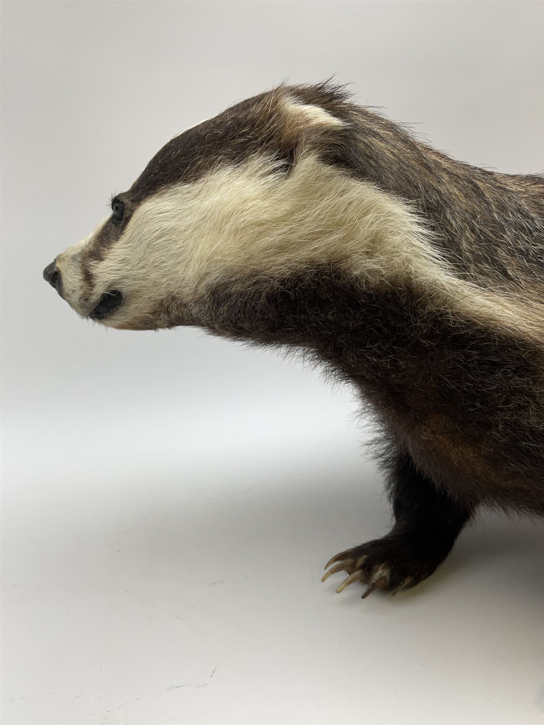 Taxidermy: European badger (Meles meles) full mount in walking position L82cm. 