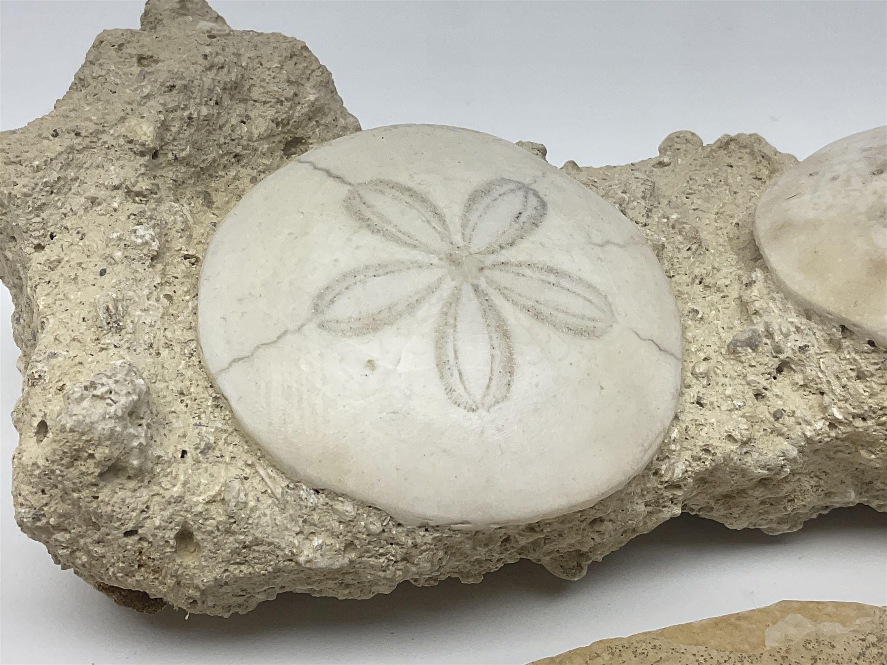 Two Scutella echinoids in a matrix, age; Oligocene period, location; Dinan France, together with a trilobite in matrix, and three other fossils  