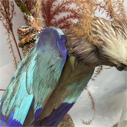 Taxidermy: Pair of Victorian cased Lilac Breasted Roller birds (Coracias caudatus), each a full adult mount upon a tree in a naturalistic ground with fruns, enclosed beneath a period glass dome with ebonised base, H54cm