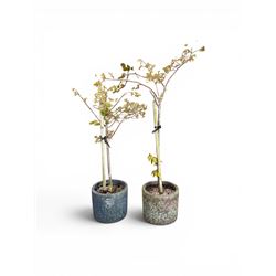 Pair of mature ornamental cherry trees, planted in lead-effect planters stamped ER
