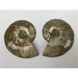 Paleontology: fossilized African Cleoniceras ammonite, the fossil specimen halved and polished, the interiors with crystal formation within chambers, Middle Cretaceous period, c 100 million years old, Madagascar, L8.5cm