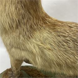 Taxidermy: European Red Fox (Vulpes vulpes), full mount adult on open display with standing alert with ears forward front paw raised, upon a naturalist base, H62cm, L78cm