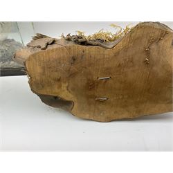 Taxidermy: Female green-winged teal duck (Anas carolinensis), on open display upon tree mount detailed with moss H15.5cm, together with gray partridge (Perdix perdix), on open display upon tree mount detailed with moss, H16cm and a cased young guillemot, standing on a naturalistic base, encased within a five pane display case, H27cm. 