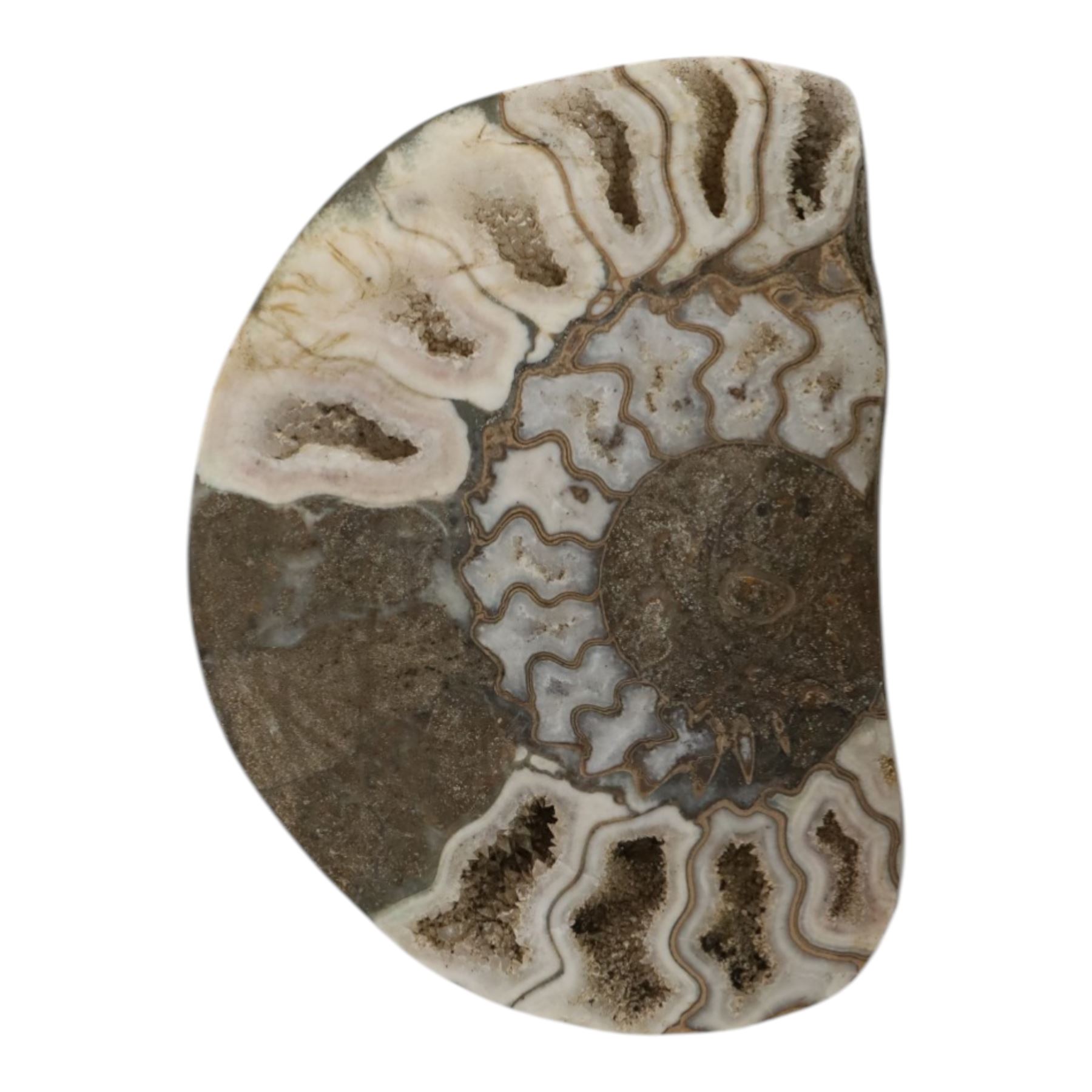 Aegasteroceras sp (ammonite) age; Lower Jurassic period, location; Scunthorpe, England, Cardinia hybrida (bivalve), age Jurassic period, location; Scunthorpe England, Promicroceras Planicosta (ammonites) age; Jurassic period, loication; Lyme Regis, England and other English specimens    