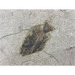 Fossilised fish group in a single matrix; freshwater fish presentation from the prehistoric system of three lakes known as the Green River Formation, featuring Priscacara, Phareodus testis, Diplomystus dentatus
 H59cm, L97cm