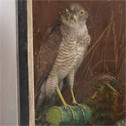Taxidermy - Victorian pair of Eurasian Sparrow Hawks (Accipiter Nisus), male and female full mounts, modelled upon a naturalistic setting, within an ebonised display case