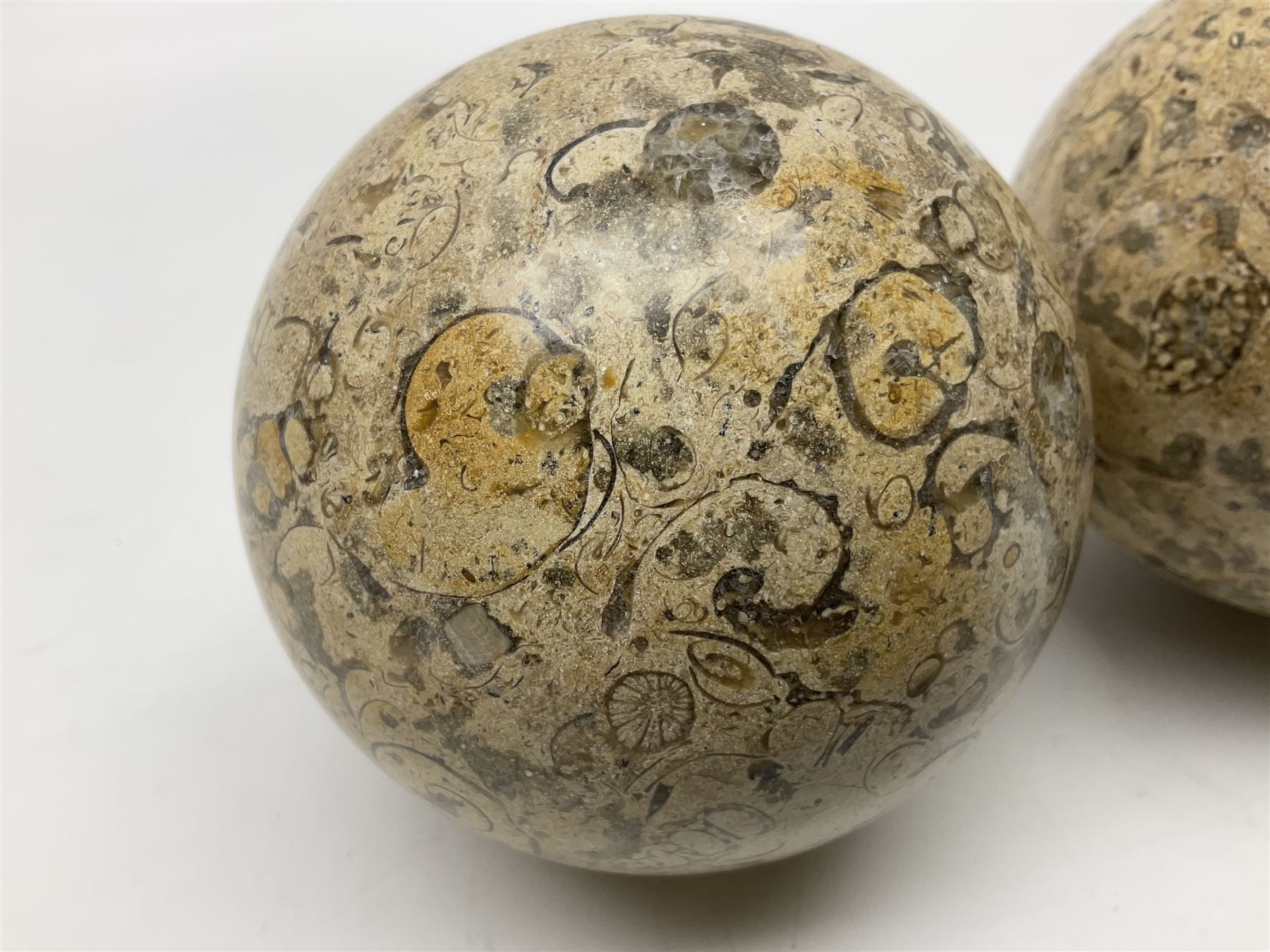 Pair of fossilised coral spheres, D12cm