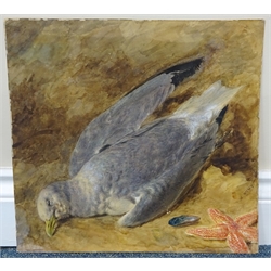  Study of a Seagull and a Starfish, watercolour signed by William Henry Hunt (British 1790-1864) 34cm x 36cm (unframed)   