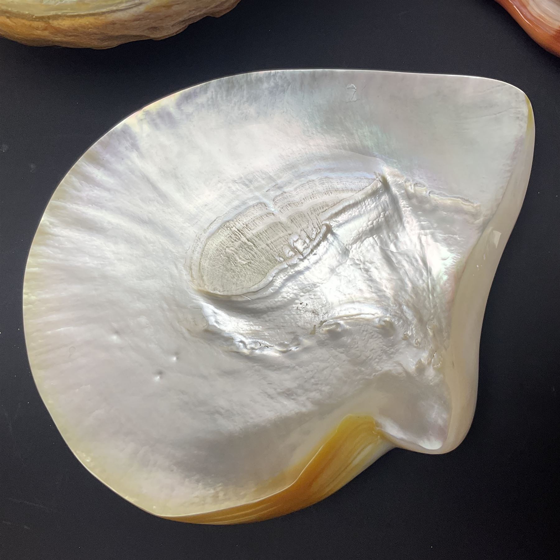 Conchology: selection of shells, including gold pearl oyster shell, mother of pearl turbo marmaratus shell, Cypraecassis Rufa red helmet shell, Mitre shell, Paua shell and others, largest D19cm