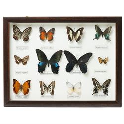 Entomology - Collection of butterfly specimens, presented in two cases, 33cm x 42cm 
