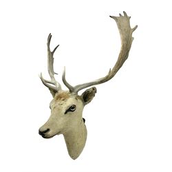 Taxidermy: European Fallow Deer (Dama dama), adult buck shoulder mount looking straight ahead, H92cm