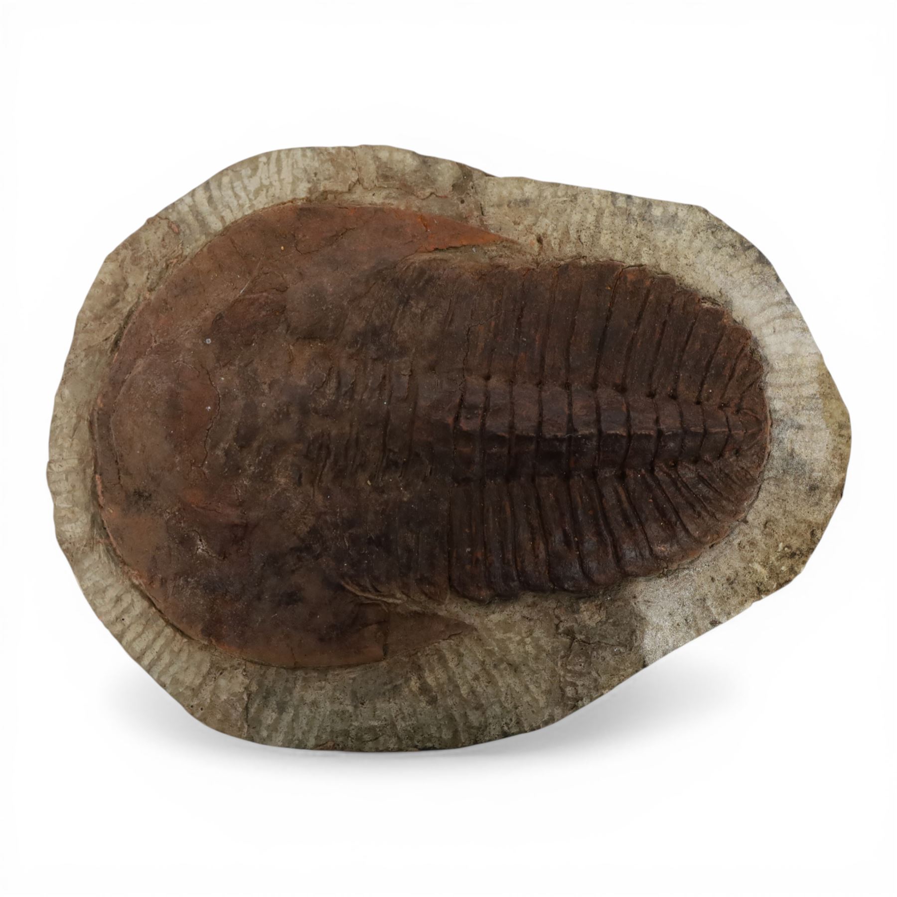 Three Trilobite specimens, comprising Selenopeltis buchhi, age Ordivician period, location Ktaoua formation Morocco, specimen L17cm, Callavia sp., age; Cambrian period location Atlantic coast Morocco, specimen L21cm and Cambropallas telesto, age Cambrian period, location Alnif Morocco, specimen L20cm
