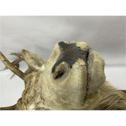 Taxidermy: Red Deer (Cervus elaphus), adult male imperial stag shoulder mount looking straight ahead, ten point antlers, mounted upon a shaped wooden shield with brass plaque inscribed 'S.P.B Leathad Glas 20-10-97',  D73cm