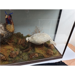 Taxidermy: Victorian cased pair of  Cabot’s Tragopans (Tragopan caboti), hen and cock, in naturalistic setting, the rocky groundwork detailed with lichen and grasses, set against a painted pale blue backdrop, enclosed within a rosewood topped three pane display case, frame titled Horned Pheasants from the Himalayas, H74cm L111cm D31cm 
