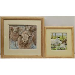 Penny Wicks (British 1949-): Sheep, two pastels signed 25cm x 28cm and 18cm x 17cm (2)