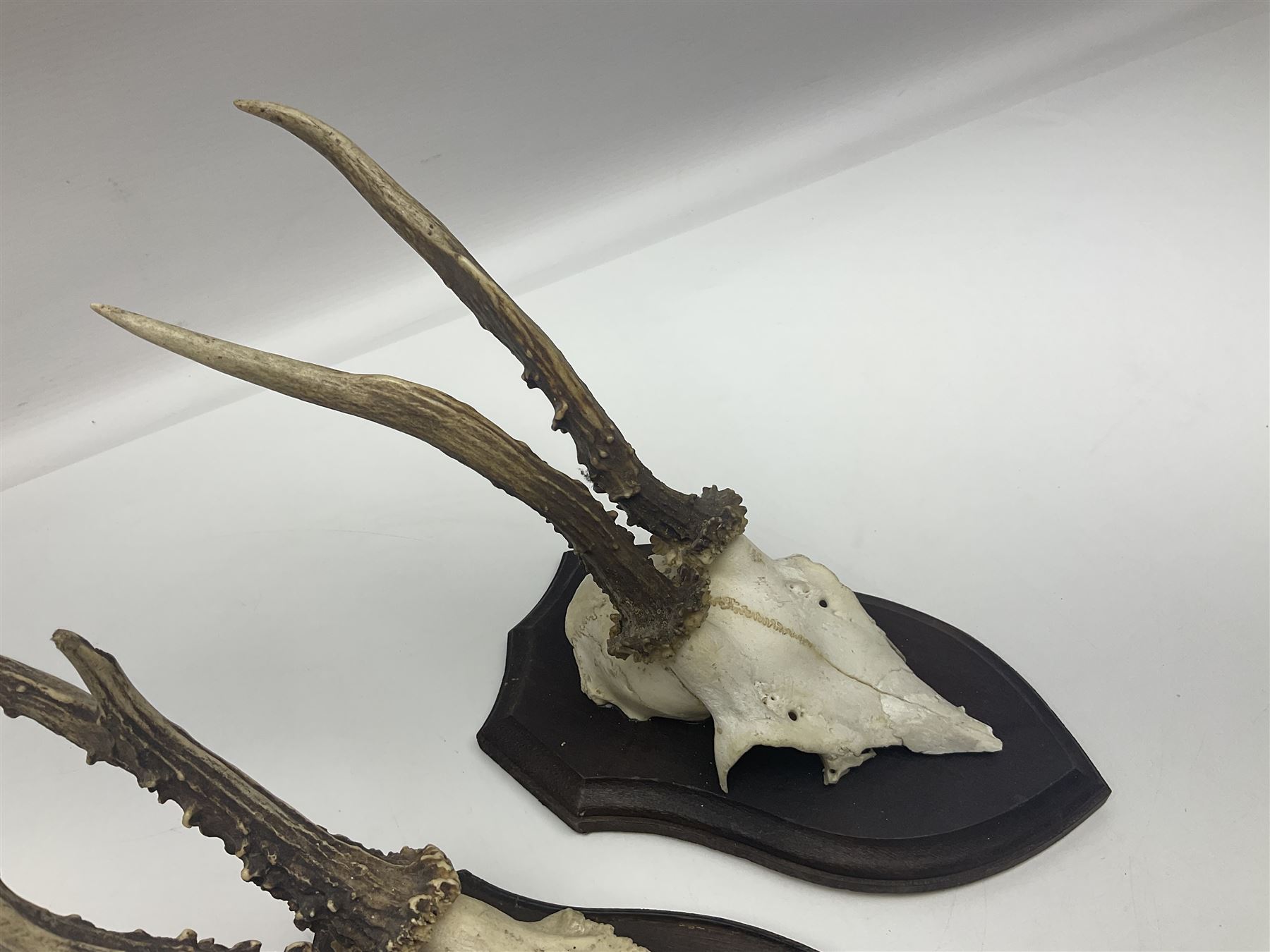 Antlers/Horns: Roe Deer (Capreolus capreolus) ten pairs of roe deer antlers mounted upon wooden shields, shield H20cm 