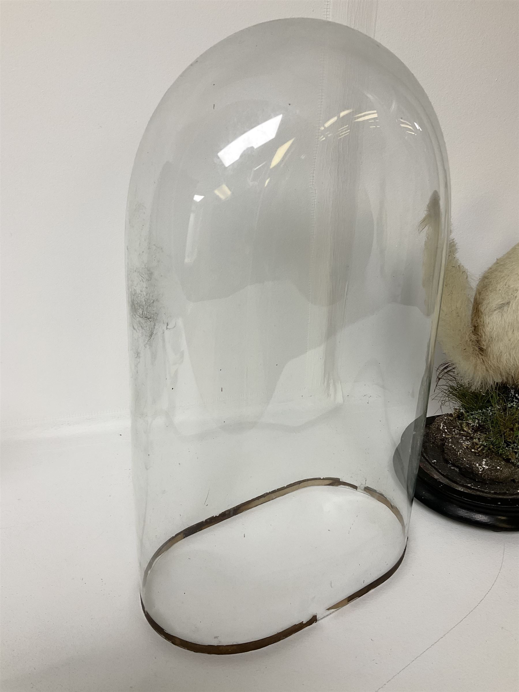 Taxidermy: Victorian cased Red Squirrel (Sciurus vulgaris), full mount holding a hazelnut, upon naturalistic ground, enclosed beneath a period oval glass dome with ebonised base, raised upon four bun feet H44cm D15cm W24cm