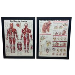 After Peter Bachin - set of six large medical or anatomy prints in matching frames (6)