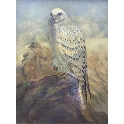 Edward Gilbert after Joseph Wolf (German 1820-1899): Greenland Gyr Falcon, oil on canvas signed 39cm x 29cm