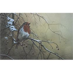 Robert E Fuller (British 1972-): 'Robin on Hawthorn', limited edition colour print signed and numbered 154/2000 in pencil 18cm x 25cm