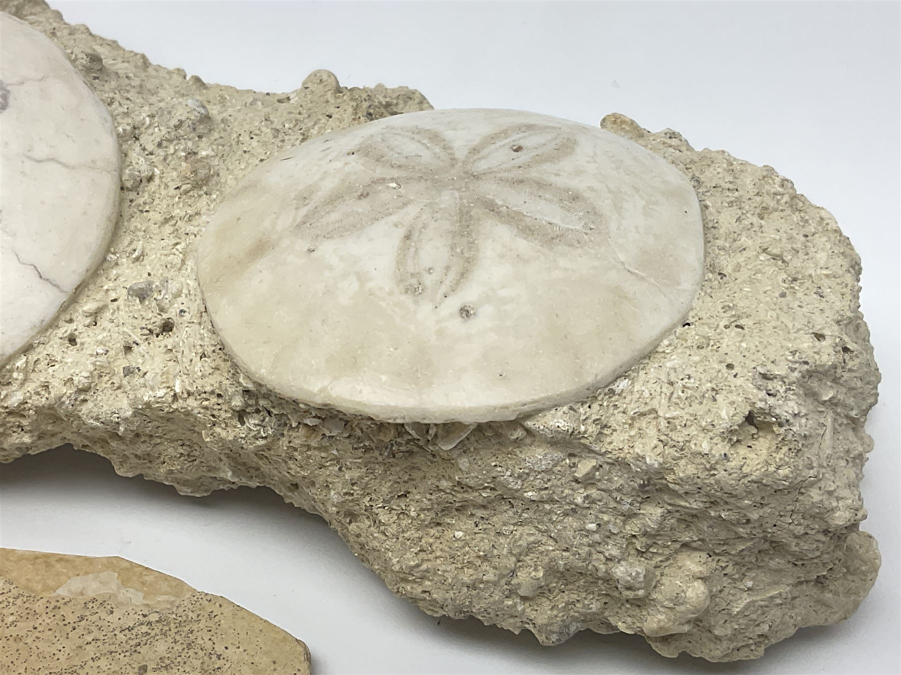Two Scutella echinoids in a matrix, age; Oligocene period, location; Dinan France, together with a trilobite in matrix, and three other fossils  
