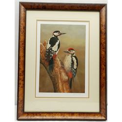 Robert E Fuller (British 1972-): Great Spotted Woodpeckers, limited edition colour print signed and numbered 824/850 in pencil 44cm x 30cm