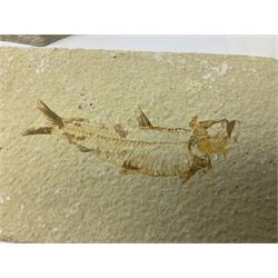 Three fossilised fish (Knightia alta) each in an individual matrix, age; Eocene period, location; Green River Formation, Wyoming, USA, largest matrix H9cm, L17cm