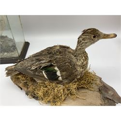 Taxidermy: Female green-winged teal duck (Anas carolinensis), on open display upon tree mount detailed with moss H15.5cm, together with gray partridge (Perdix perdix), on open display upon tree mount detailed with moss, H16cm and a cased young guillemot, standing on a naturalistic base, encased within a five pane display case, H27cm. 