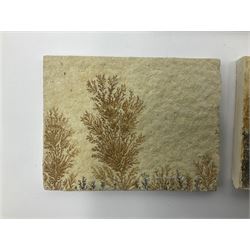 Six dendrite crystals each in an individual sandstone plaque, each plaque H6cm, L8cm