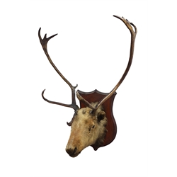  Taxidermy - Twelve point Red Deer Stag, head and antlers mounted on shield shaped plinth, W75cm, H100cm (approx)   