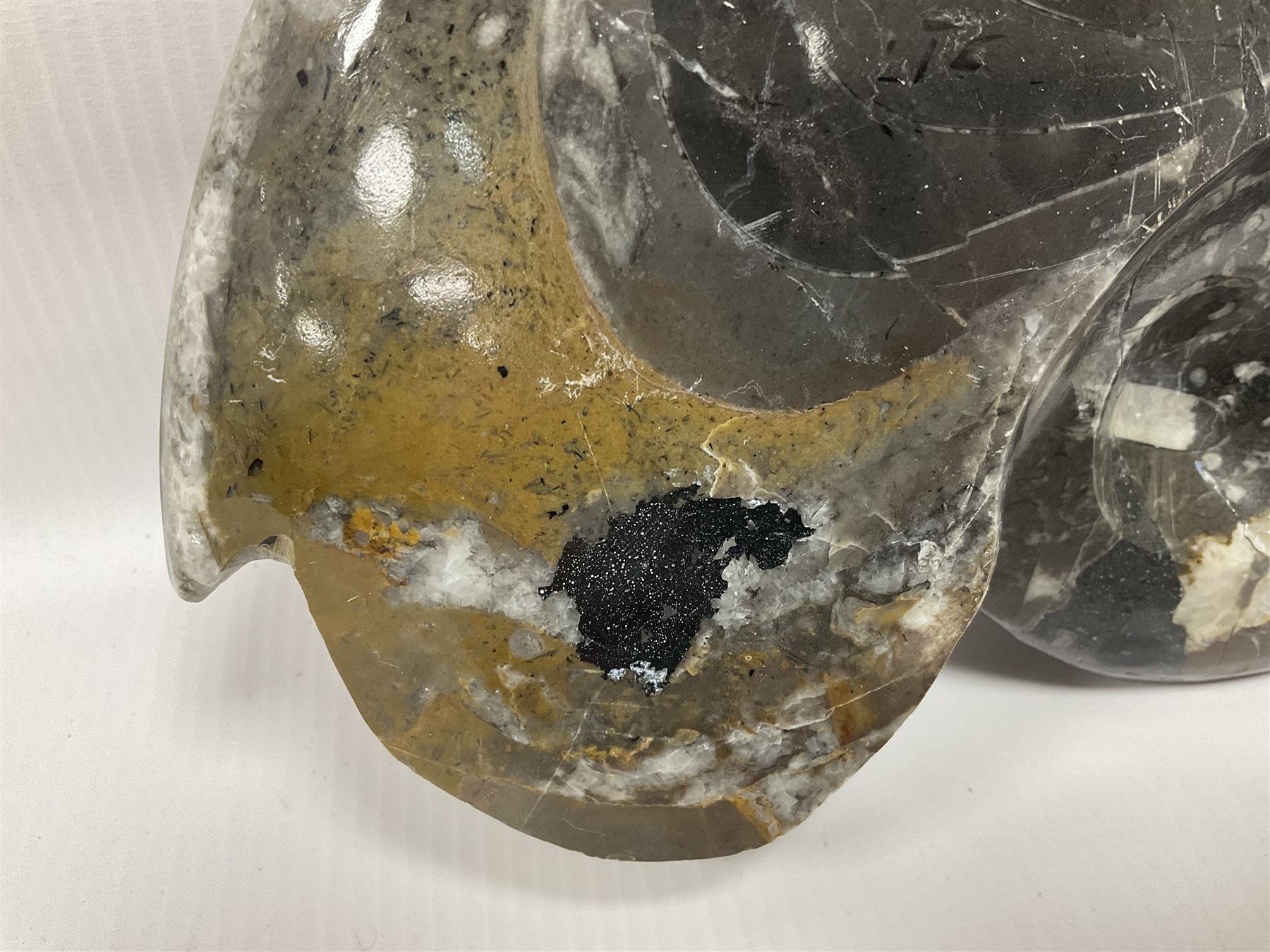 Large polished goniatite, age Devonian period, location Morocco, H16cm, L22cm