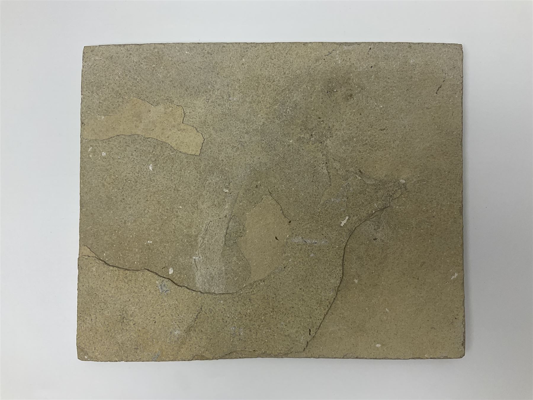 Two fossilised fish (Knightia alta) in a single matrix, age; Eocene period, location; Green River Formation, Wyoming, USA, matrix H25cm, L31cm