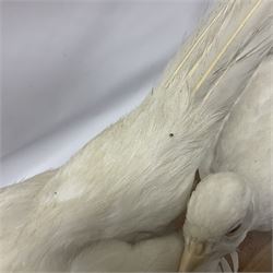Taxidermy; pair of Common Pheasants (Phasianus Colchicus), white cock and hen adult mounts, upon a wooden base, H51cm  