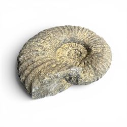 Set of three weathered cast stone wall plaques modelled in relief as ammonite fossils, of graduating size, each with wire hanging loop verso, max W45cm 