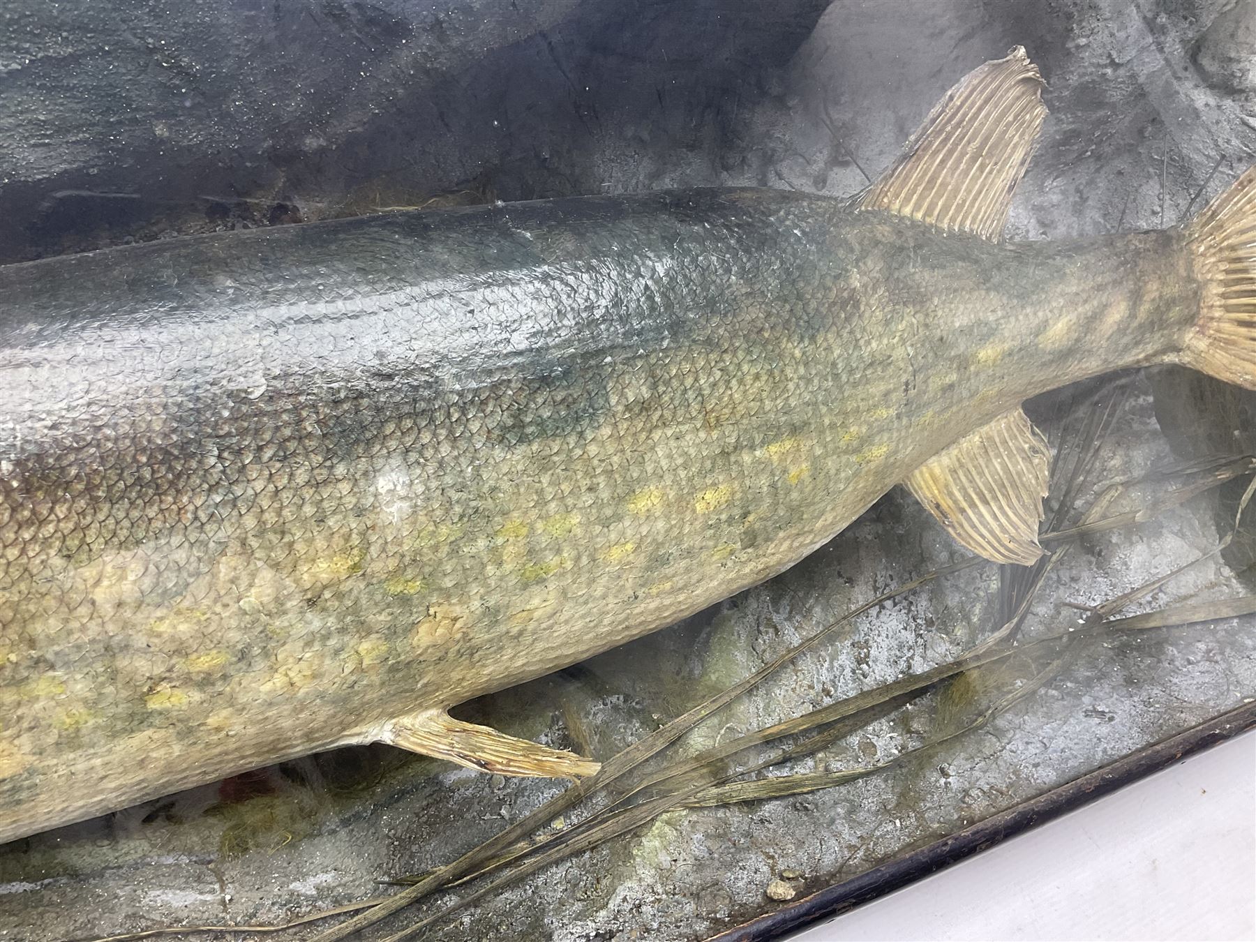 Taxidermy: Cased Northern Pike (Esox lucius), a large preserved skin mount set within a rocky river bed,  encased within a single pane display case, H41cm, L122cm