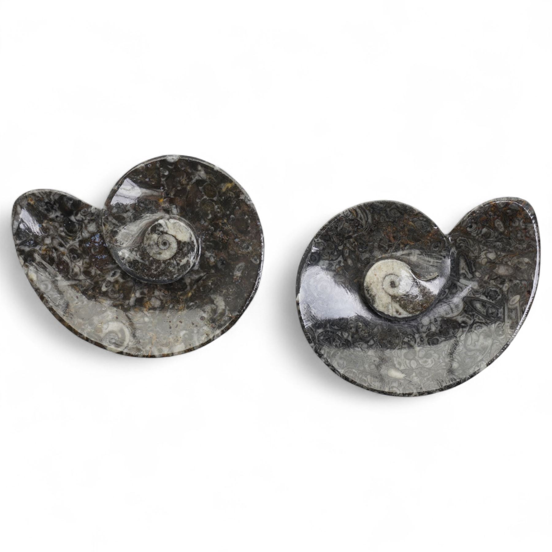 Petrified wood dish, three spiral fossil dishes and other similar examples, and a collection of shells