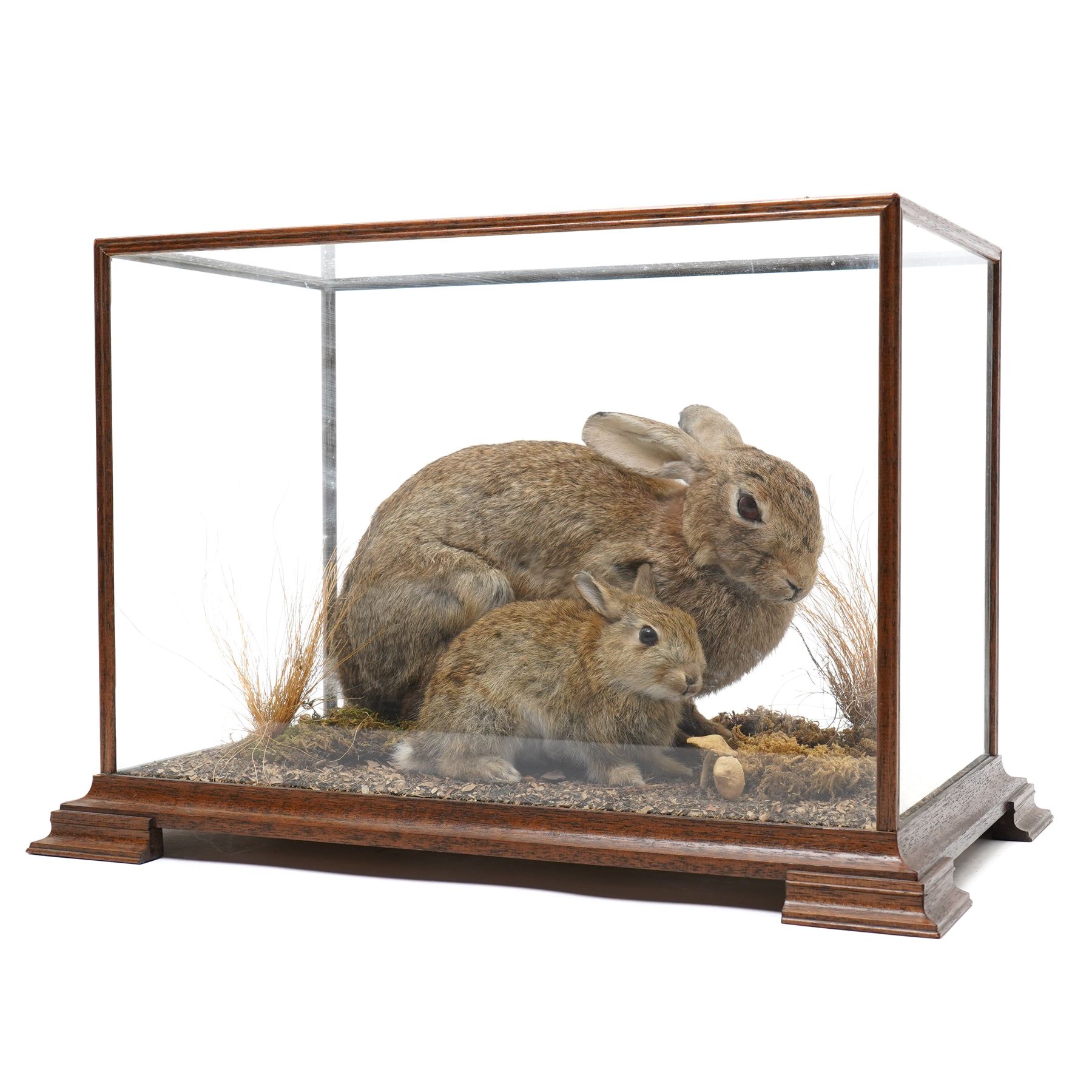 Taxidermy - Cased Rabbits (Oryctolagus cuniculus) | Taxidermy ...